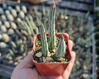 Pickle Plant | 2in | 4in