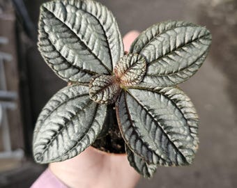 Pilea involucrata Moon Valley | Friendship Plant | 2in pot | bundle