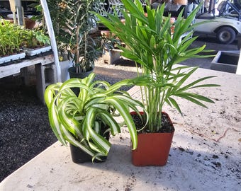 Spider Plant & Parlor Palm Duo | 2 Live Houseplants in 2-Inch Pots | Easy-Care Indoor Plant Bundle