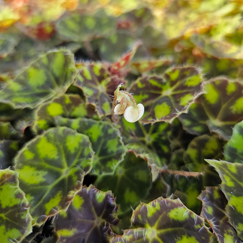 FunFoliage Begonia Tiger Paws - Thumbnail 4