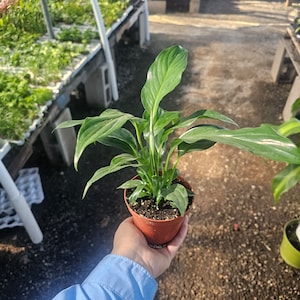 May include: A small potted peace lily plant with vibrant green leaves. The plant is in a brown plastic pot and held in a person's hand. The background shows other plants and a greenhouse setting.