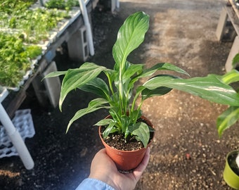 Spathiphyllum | Peace Lily | Flowering Houseplant | 4in pot