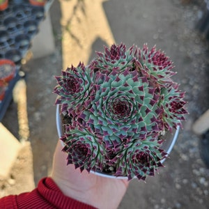 Sempervivum Wildnerness Glow | Hens and Chicks | Houseleeks | Colorful Sempervivum | 2in pot | 4in pot | cuttings