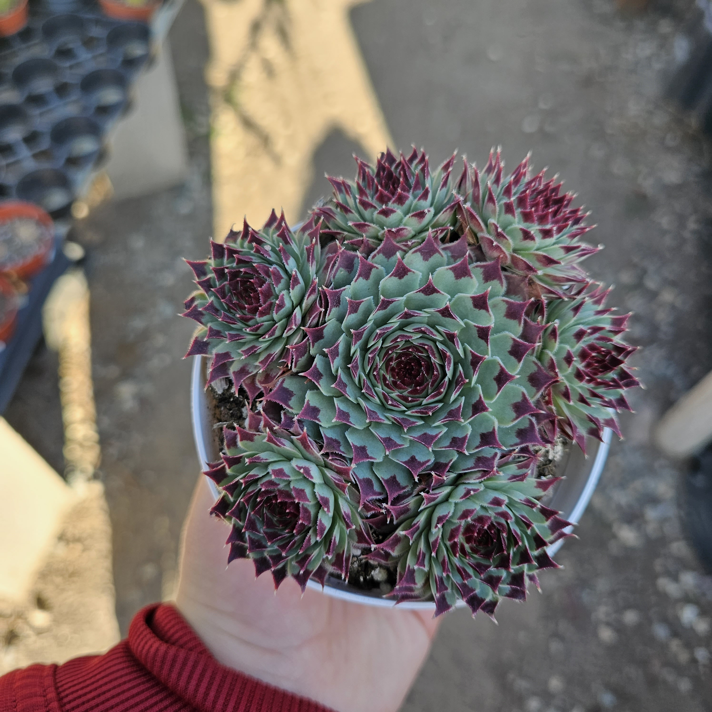 Sempervivum Wildnerness Glow | Hens and Chicks | Houseleeks | Colorful Sempervivum | 2in pot | 4in pot | cuttings