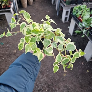 Peperomia Scandens Variegata | Cupid Peperomia | 2in Pot | 4in Pot - Etsy