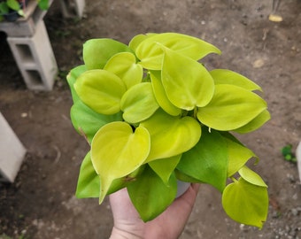 Philodendron Cordatum | Hederaceum | Lemon Lime | Neon cordatum | Lemon Lime foliage | vining house plant in 4in pot