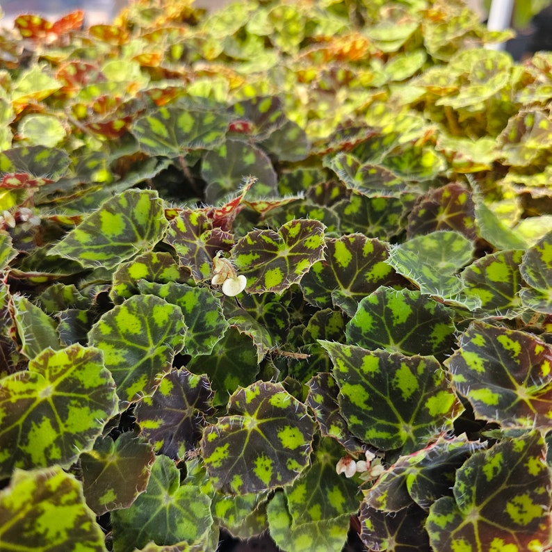 FunFoliage Begonia Tiger Paws - Thumbnail 2