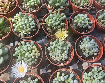 Baby Toes| Fenestraria rhopalophylla | Rare Succulent