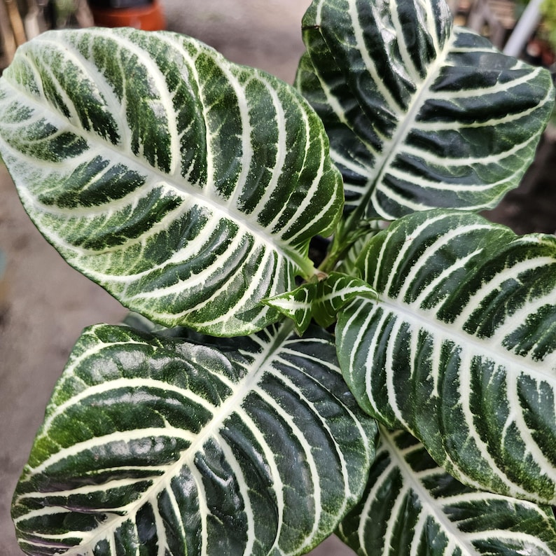 FunFoliage Aphelandra Zebra Plant - Thumbnail 2