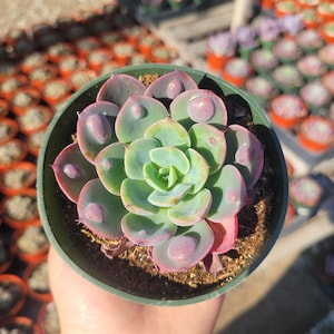 May include: A succulent plant in a green plastic pot. The plant has green and purple leaves arranged in a rosette pattern. The leaves have a waxy appearance and are edged with red. The pot is filled with soil.