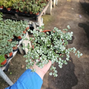 May include: A small potted plant with tiny, round, silvery-green leaves. The plant is in a brown plastic pot and is being held by a person wearing a blue jacket. Other plants are visible in the background.
