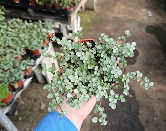 Pilea Aquamarine | Pilea glauca | 2in pot | 4in pot
