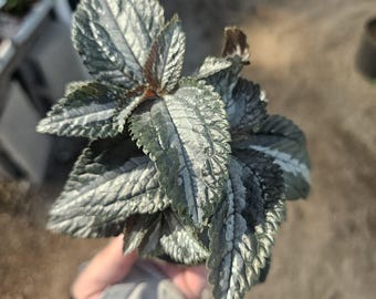 Pilea Bronze Aluminum | Pilea Cadierei | 2in pot | bundle