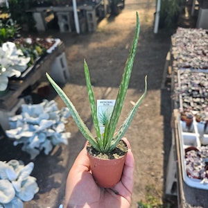 May include: A small potted aloe vera plant with green and white striped leaves. The plant is labeled "Medicinal Aloe" and is held in a brown plastic pot. The background shows other plants in a nursery setting.