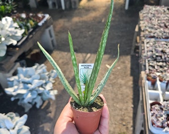 Aloe vera | Medicine Plant | Succulent Aloe vera | Aloe barbadensis | 2in pot