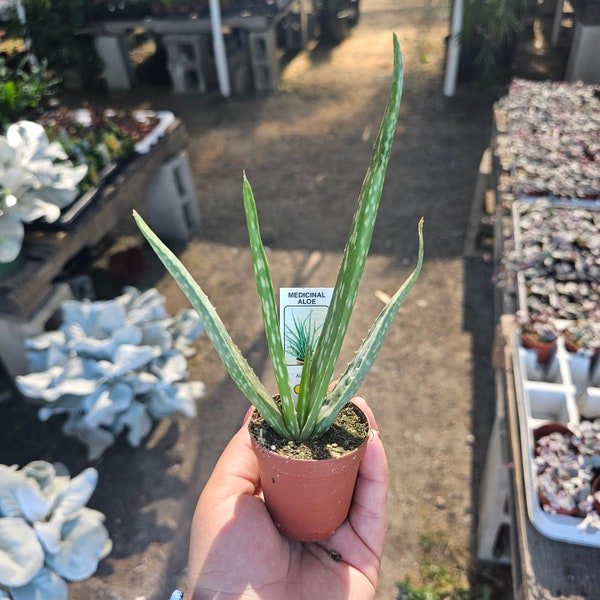 Aloe vera | Medicine Plant | Succulent Aloe vera | Aloe barbadensis | 2in pot