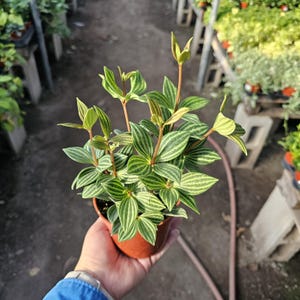 May include: A potted Peperomia plant with green and white striped leaves. The plant is in a small brown pot and held in a person's hand. The background shows other plants and a greenhouse setting.