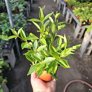 May include: A potted plant with vibrant green and yellow striped leaves. The plant is held in a small, orange-brown pot. The leaves have a unique pattern, and the plant appears healthy and well-cared for. The background shows other plants in a nursery setting.
