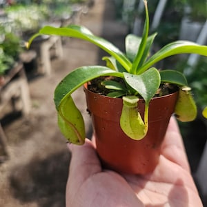 May include: A small green pitcher plant with three pitchers in a brown pot. The plant is being held in a person's hand.