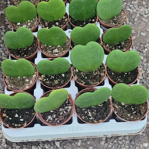 May include: Rows of potted Hoya kerrii plants, also known as Sweetheart Hoya, with heart-shaped leaves. The plants are in 2-inch pots, arranged on a white tray. The leaves are a vibrant green color, and the soil is visible in the pots.
