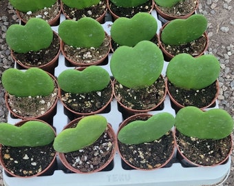 Hoya Kerii Hearts 2in pot