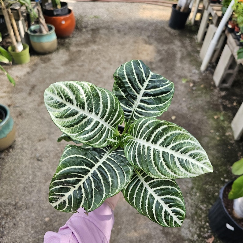 FunFoliage Aphelandra Zebra Plant - Thumbnail 3