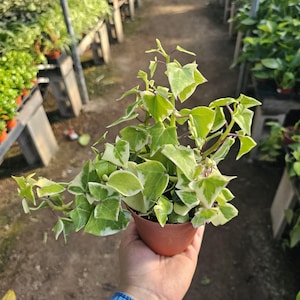 Variegated Wax Ivy | Trailing Plant | 2in pot | 4in pot