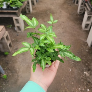 Ribbon Fern | Pteris cretica albolineata | 2in pot