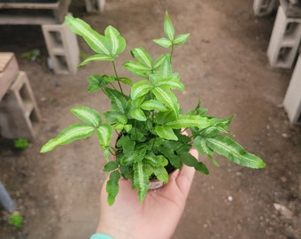 Ribbon Fern | Pteris cretica albolineata | 2in pot