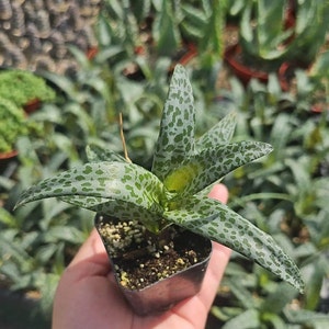 May include: A small potted succulent plant with green leaves that have white spots. The plant is in a black plastic pot and is being held in a person's hand.