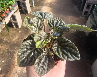 Peperomia Napoli Nights | Radiator Plant | Peperomia | 2in pot