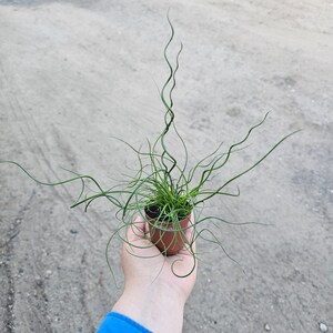 Corkscrew Rush | Juncus Spiralis | 2in and 4in pot image 3