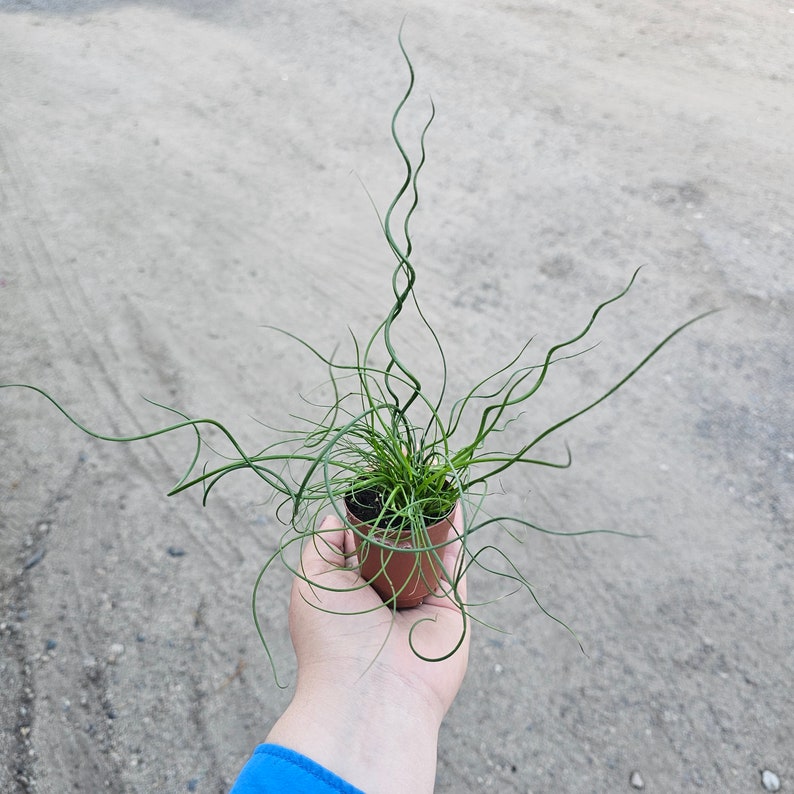 Corkscrew Rush | Juncus Spiralis | 2in and 4in pot image 3