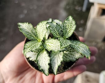 Fittonia White Tiger | Fittonia albivenis | Verschaffeltii Group | White Tiger | 2in pot