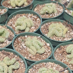 Brain Cactus | Mammillaria Elongata Cristata | Rare Cactus | Easy Care | 4in