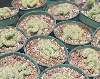 Brain Cactus | Mammillaria Elongata Cristata | Rare Cactus | Easy Care | 4in
