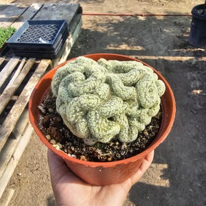 May include: A crested cactus with a brain-like, convoluted structure and pale green, spiny texture, planted in a round, terracotta-colored plastic pot filled with dark potting soil. The plant features dense, winding ridges and small spines.