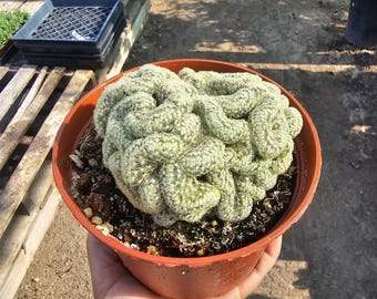 Brain Cactus 6in Pot | Mammillaria Elongata Cristata | Large Crested Cactus | Rare Unique Live Cactus | Collector Succulent