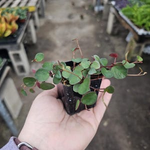 May include: A small potted plant with round, green leaves and reddish stems. The plant is in a black speckled pot and held in a hand. The background is blurred, suggesting a nursery or garden setting. The plant appears healthy and vibrant.