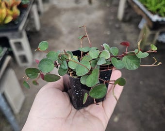 Peperomia Ruby Cascade | Trailing Ruby Peperomia | 2in and 4in pots | Hanging/Trailing Houseplant