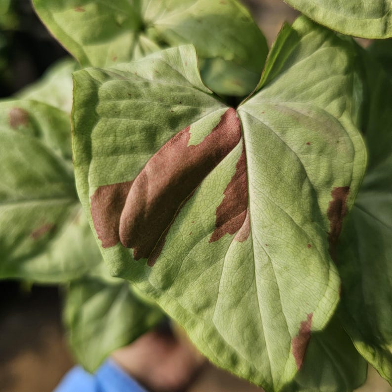 FunFoliage Syngonium - Thumbnail 3