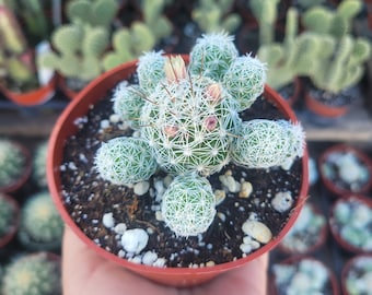 Thimble Cactus | 4in pot | Rare Cactus