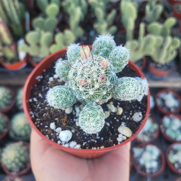 Thimble Cactus | 4in pot | Rare Cactus