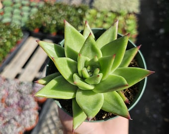 Echeveria agavoides 'Lipstick' Succulent | 4 Pot | Red Tipped Rosette | Easy Care Houseplant | Drought Tolerant Plant | Live Succulent