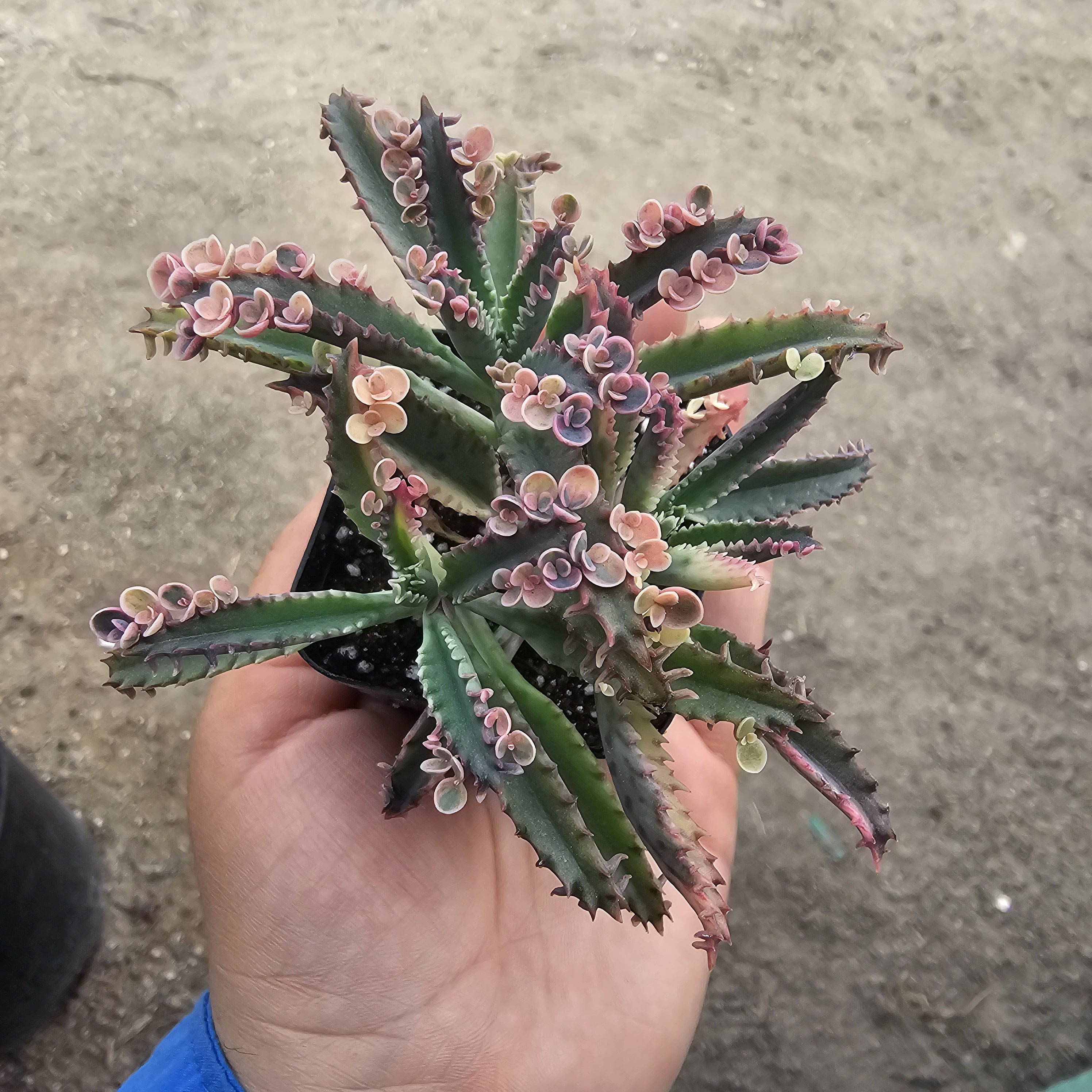 Kalanchoe Pink Butterfly, Variegated Succulent, Rare Succulent,  2in' pot