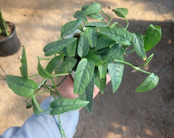 Cebu Blue Pothos | Epipremnum Pinnatum 4in