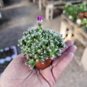 African Bonsai | Trichodiadema densum | Mini Succulent Bonsai Tree | Rare Caudex Plant | Bonsai Starter Plant | Live Succulent | 2in pot