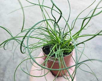 Corkscrew Rush | Juncus Spiralis | 2’in and 4in pot