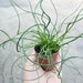 see more listings in the House Plants section