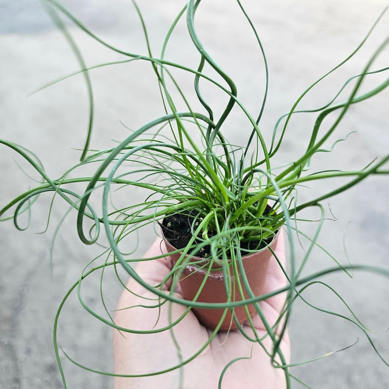 Corkscrew Rush | Juncus Spiralis | 2in and 4in pot image 1